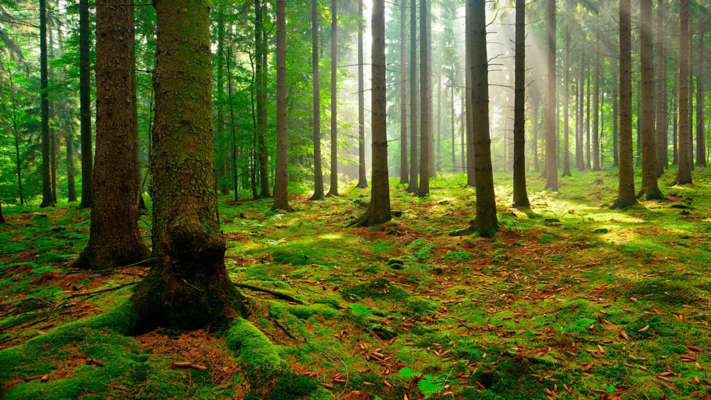 CCNL per gli addetti ai lavori di sistemazione idraulico-forestale e idraulico-agraria (2021-2024)