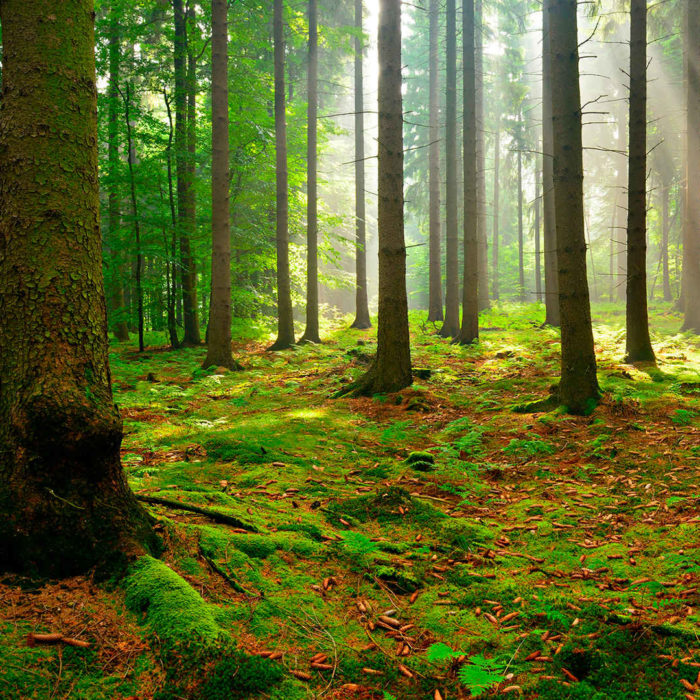 CCNL per gli addetti ai lavori di sistemazione idraulico-forestale e idraulico-agraria (2021-2024)
