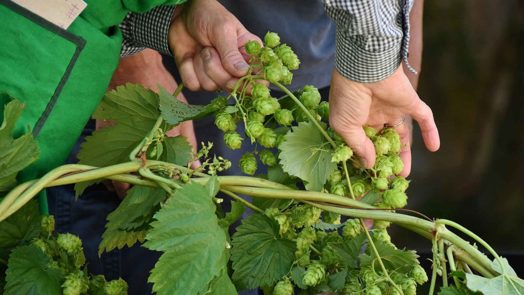 CCNL per Operai Agricoli e Florovivaisti (2022-2025)