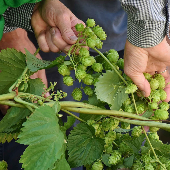 CCNL per Operai Agricoli e Florovivaisti (2022-2025)
